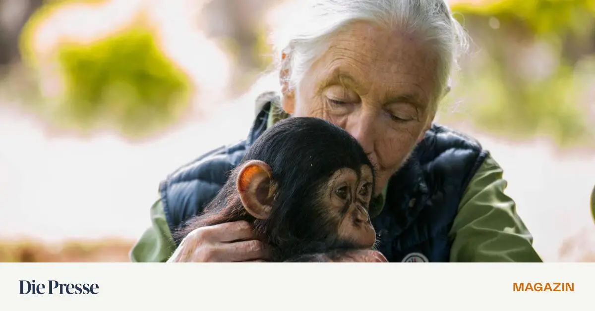 Jane-Goodall-Sie-lebte-im-Dschungel-und-liebte-die-Affen