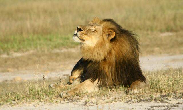 Der Löwe Cecil in Simbabwe. Er wurde mutmaßlich illegal getötet. 
