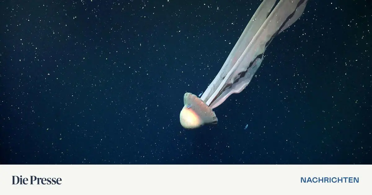 Forscher-filmen-Qualle-von-der-Gr-e-eines-Schulbusses-