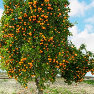 Orangen schützt ihre weiche Schale, wenn sie herabfallen.