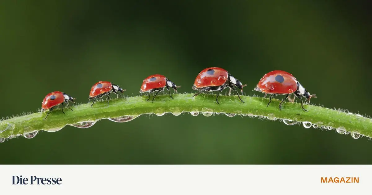 Schlechte-Nachrichten-Wie-man-trotzdem-nicht-verzweifelt-Eine-kleine-Anleitung-zum-Frohsinn-premium-