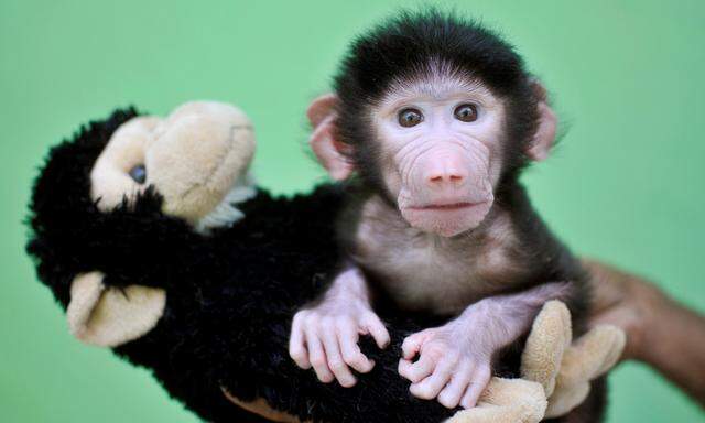 Die Idee, Organe von Tieren als Transplantate für Menschen zu verwenden, ist alt, vor 50 Jahren versuchte man es mit Herzen von Schimpansen.