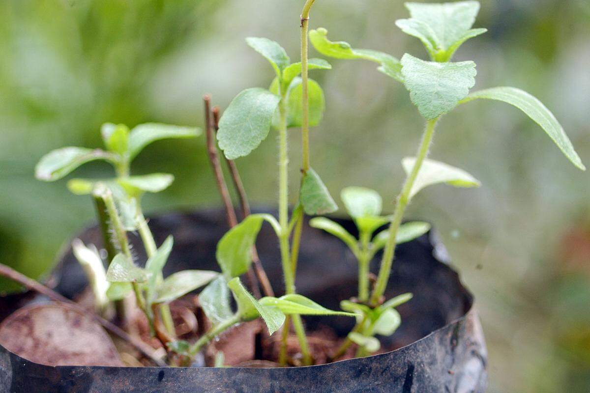 Der Natur-Süßstoff Stevia ist aus Sicht von Zahnärzten nicht so zahnschonend wie manche Werbung mitunter nahelegt. Die Behauptung, Stevia hemme trotz seiner hohen Süßkraft die Vermehrung der Kariesbakterien, sei nicht belegt. Positiv ist, dass der Konsum der Stevia Süße nicht zu einer Erhöhung des Blutzuckerspiegels führt und keinen Einfluss auf den Insulinhaushalt hat.