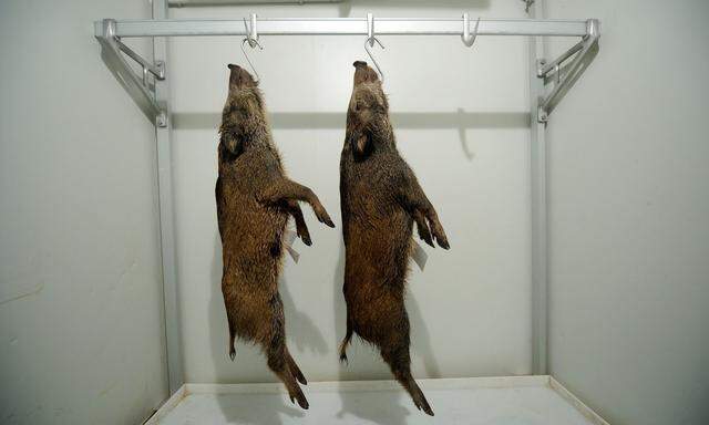 Wildschweine müssen in Österreich auf Krankheiten überprüft werden