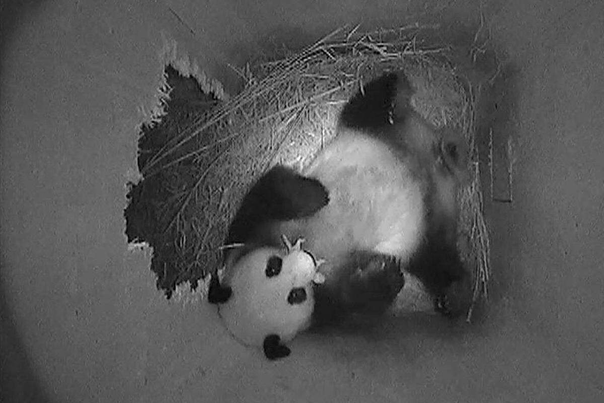 Geboren wurde der männliche Panda am 23. August in der Wurfbox des Pandageheges.