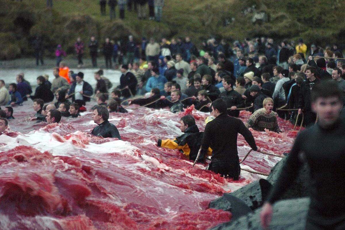 Tierschützer kritisieren die Jagd als grausam und unnötig. Für die Färinger ist der Walfang neben einer jahrhundertealten Tradition auch eine Möglichkeit der kostenlosen Nahrungsbeschaffung für sich und ihre Familien.