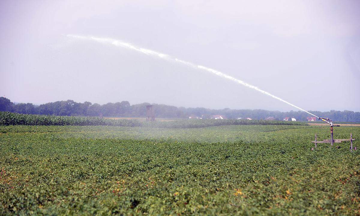 Für die Landwirtschaft wird die Hitze und die Trockenheit zunehmend zur Belastung. Im Bild die künstliche Bewässerung eines Feldes in Absdorf.