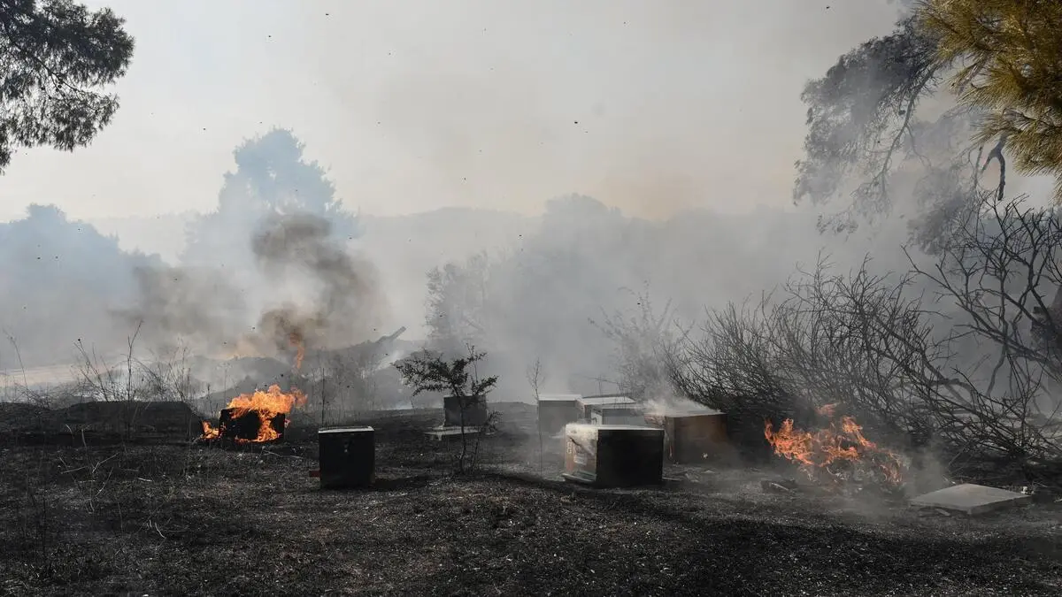 Fire on Chalkidiki under control