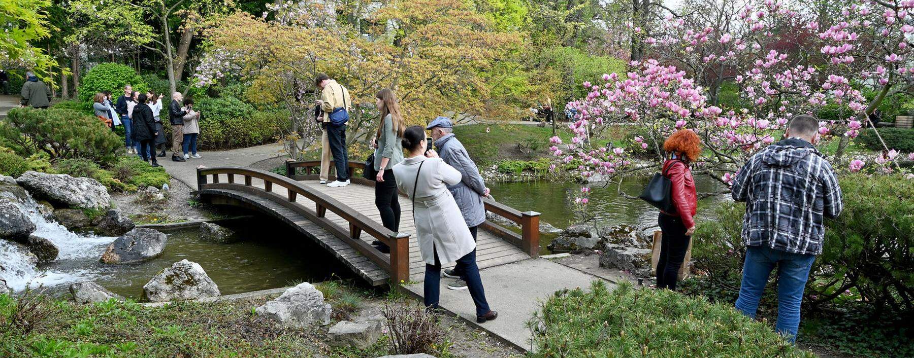 Wenn Kirschbäume und Magnolien blühen, kann es im Setagayapark in Wien Döbling schon einmal etwas eng werden. Denn der kleine japanische Garten ist vor allem dann eine beliebte Kulisse für Fotos. 