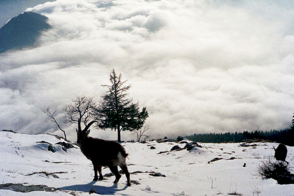 Neben neben Skivergnügen kann man mit etwas Glück auch die heimische Tierwelt bewundern.