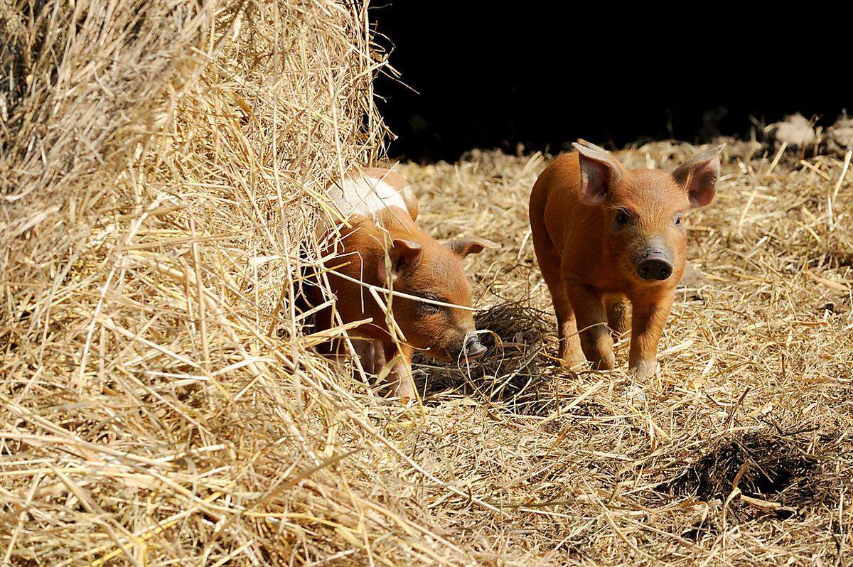 Fast zwei mal im Jahr wirft ein Mutterschwein an die acht Ferkel.