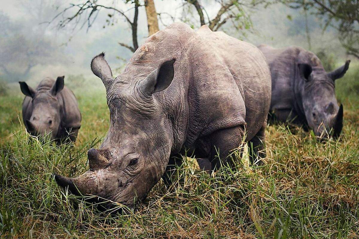 Zufrieden grast diese Rhinozeros-Herde in den frühen Morgenstunden im Ziwa Rhino Sanctuary in Uganda. Das seltene weiße Rhinozeros ist vom Aussterben bedroht.Credits: Stefane Berube/ National Geographic Traveler Photo Contest 2015.