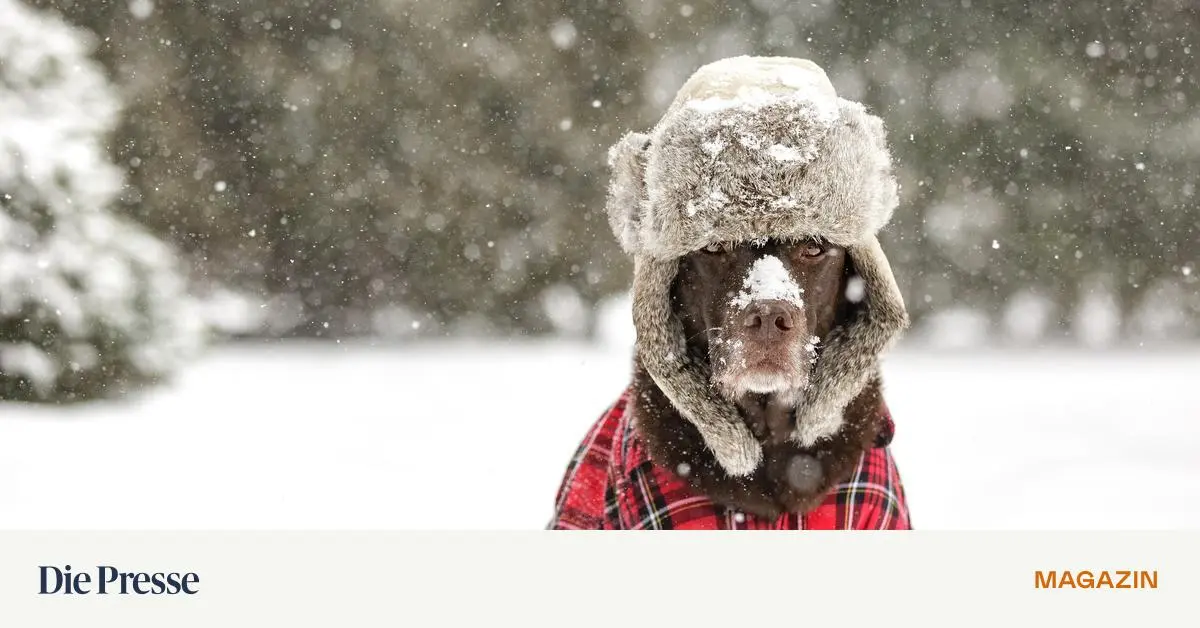 Ich-schlecke-doch-auch-keine-fremden-Hunde-ab-premium-