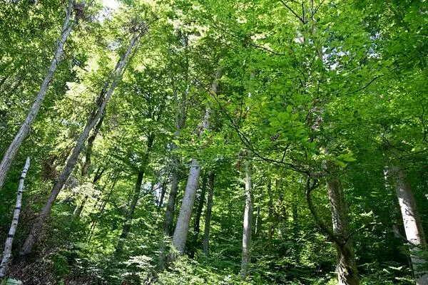 Das Waldviertel trägt seinen Namen nicht umsonst: Wälder rund um die Kampseen sollen zukünftig den „Nationalpark Kampwald“ ausmachen. 
