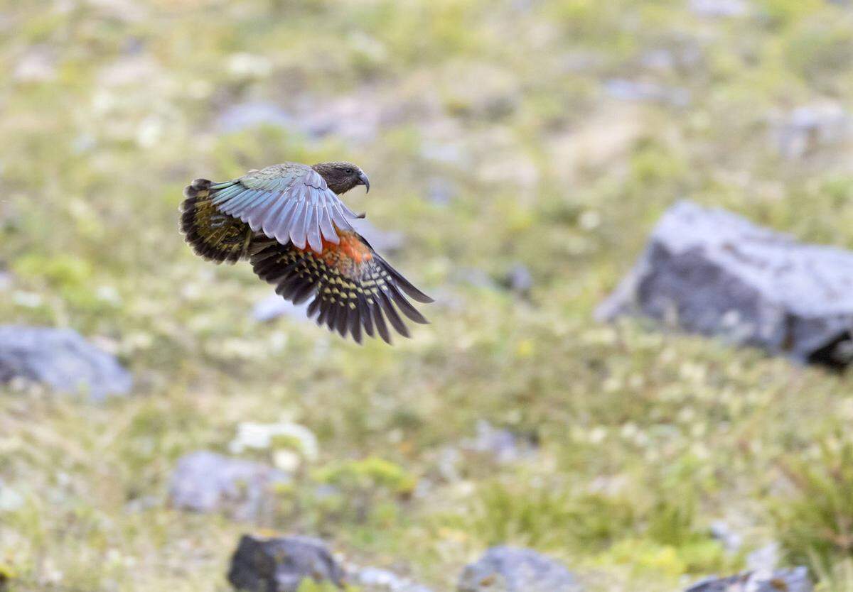 Der Kea ist der einzige alpine Papagei und auf Neuseelands Südinsel beheimatet. Der Vogel ist zunehmend bedroht, im Arthur's Pass National Park in den Neuseeländischen Alpen kann man ihn vor allem vom Scotts Track zum Avalanche Peak noch oft sehen.