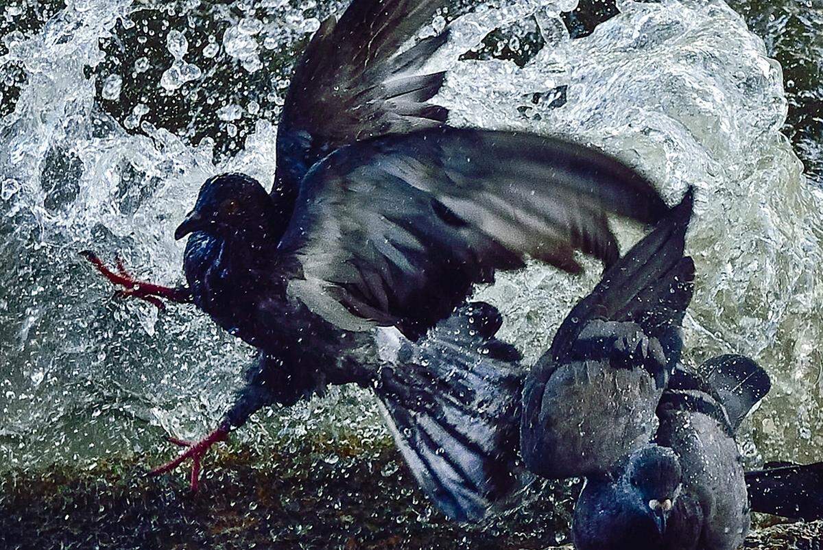 "Splashing Birds": Zwei Vögel am Strand, die von einer Welle getroffen werden.  