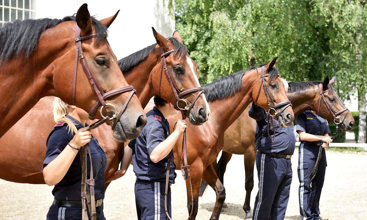 Bis September sollen alle Pferde und Reiter rekrutiert sein. Sie trainieren dann zusammen mindestens ein halbes Jahr.