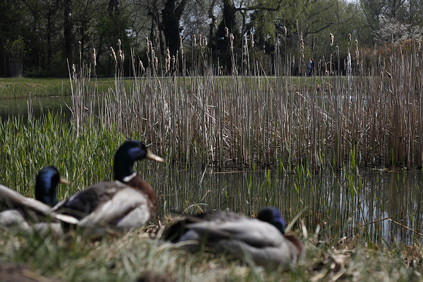 Der 30.000 Quadratmeter große Irissee wurde für die Gartenschau ausgehoben. Als man Anfang der 1990er bemerkte, dass der See in der ehemaligen Deponie unter dem Park zu versickern drohte, wurde das Gewässer renaturiert und um eine Sumpfzone erweitert.
