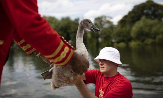 Die Vögel werden gewogen und gemessen, bevor sie wieder frei gelassen werden.