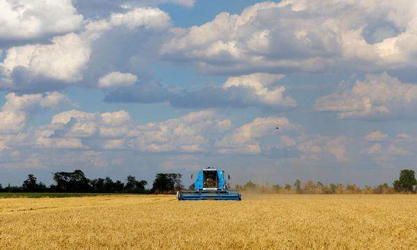 In der Region Cherson wird Weizen geerntet. Die Ukraine zählte vor dem russischen Angriffskrieg zu den wichtigsten Getreideexporteuren der Welt. 