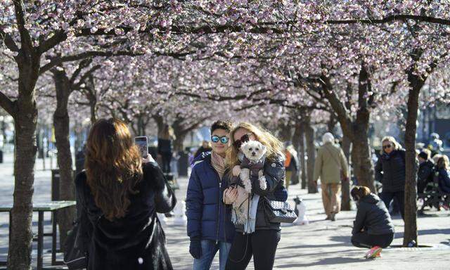 „Junge Leute werden ja kaum krank.“ Unbeschwerter Spaziergang zur Kirschblüte im Stockholmer Kungstradgarden Park.„Junge Leute werden ja kaum krank.“ Unbeschwerter Spaziergang zur Kirschblüte im Stockholmer Kungstradgarden Park.