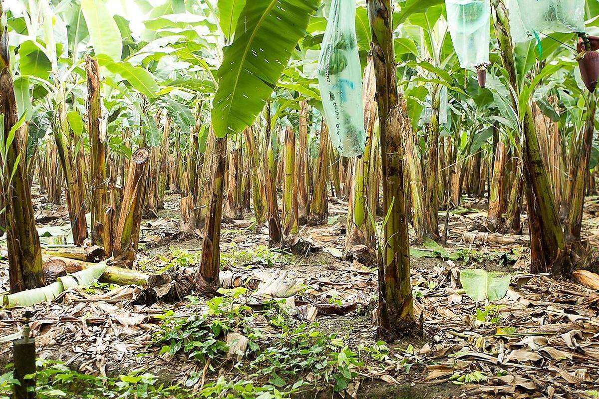 Um ein makelloses und schnelles Wachstum der Pflanzen zu garantieren, setzen konventionelle Bananenbauern auf Pestizide: 45 Kilo Pestizide kommen in einer konventionellen Bananenplantage im Jahr auf einen Hektar - ein Zehnfaches dessen was in Österreich für den Kartoffelanbau verwendet wird. Die Chemikalien sollen Pilzen, Unkraut und Ungeziefern den Garaus machen.