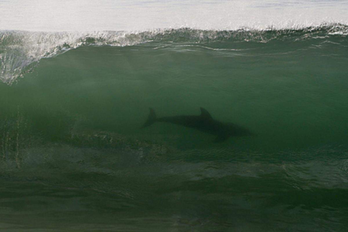 Was auf den ersten Blick an Schreckenszenen aus dem Klassiker "Der weiße Hai" erinnert, entpuppt sich beim zweiten Hinschauen als harmloser, ja sogar hilfsbereiter Delfin.
