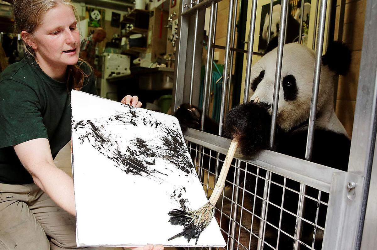 27. August. Das Panda-Weibchen "Yang Yang" im Tiergarten Schönbrunn betätigt sich jetzt als Malerin. Die mit einem Bambus-Pinsel angefertigten "Kunstwerke" sind Teil eines Crowdfunding-Buchprojekts über die Geschichte der Großen Pandas im Wiener Zoo. Gemalt wird an einem Gitter hinter den Kulissen, an das "Yang Yang" komme, sobald sie Lust dazu habe. Als Belohnung gibt es Karotten und Süßkartoffeln. So wird "Yang Yang" exakt 100 Bilder gestalten, erhältlich um jeweils 490 Euro mit Echtheitszertifikat.  