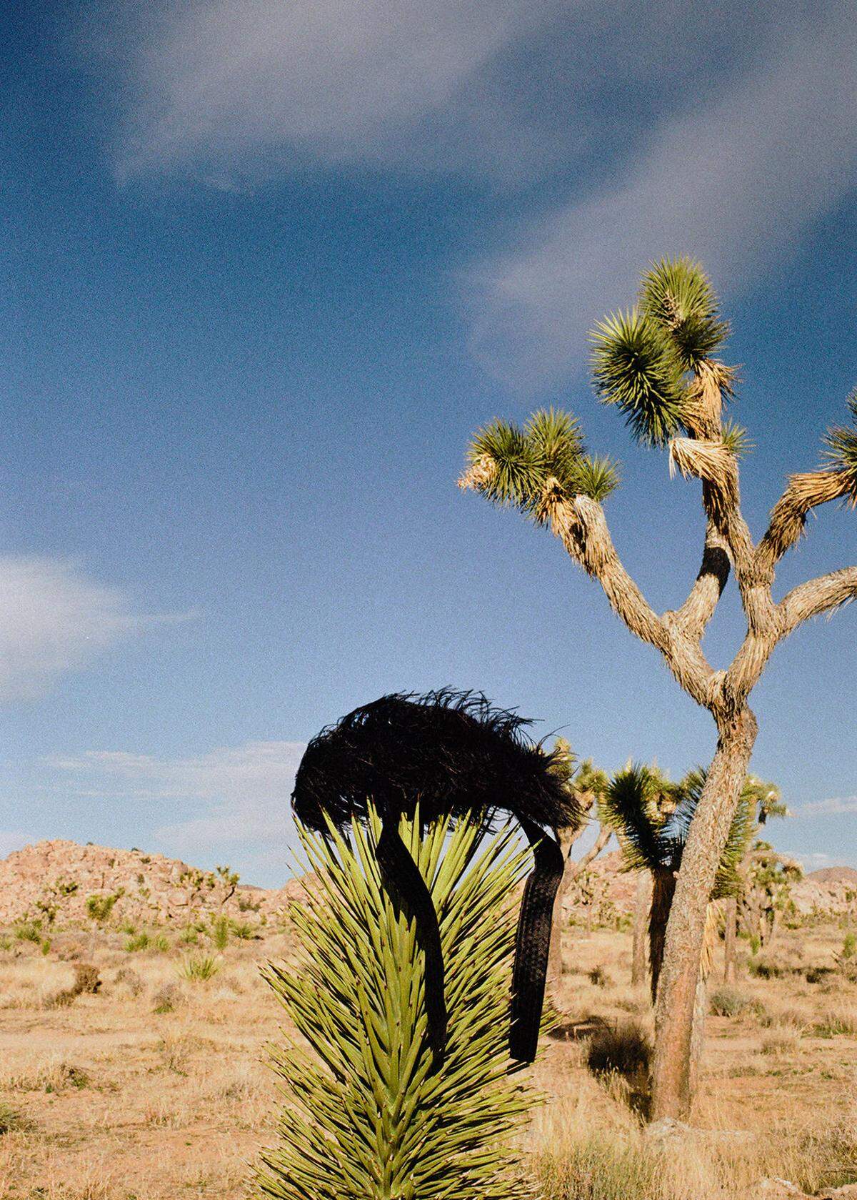 Yucca Brevifolia, besser bekannt als „Joshua Tree“, und Hut von Vivetta.