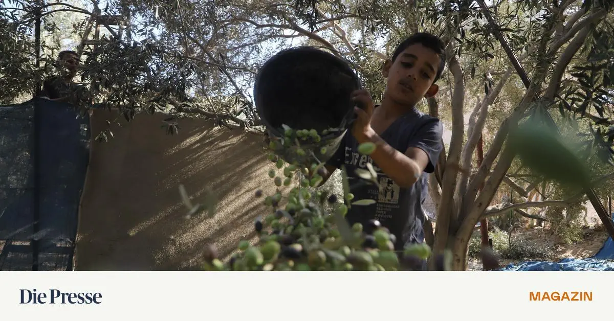 Verbrannte-Erde-Die-langen-Schatten-der-Umweltkriegsf-hrung-premium-