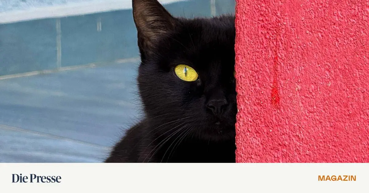 Das-Spectrum-R-tsel-Ein-durchdringender-Blick-aus-ihrem-rechten-Auge