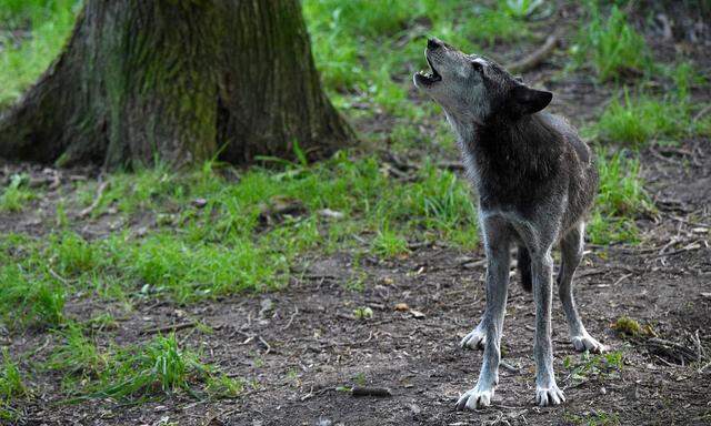 Wolfabschuss in Kärnten erlaubt (Symbolbild)