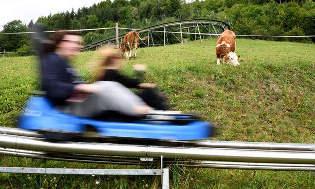 Es kann schon ganz schön schnell werden: Mit der blitzblauen Rodel geht es in Türnitz im Mostviertel ins Tal.