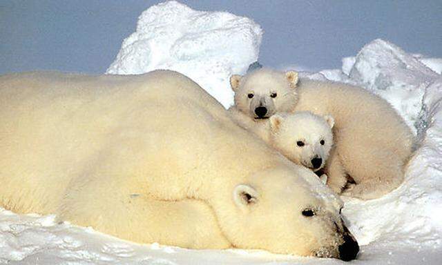 Archivbild: Eine Eisbärenfamilie.