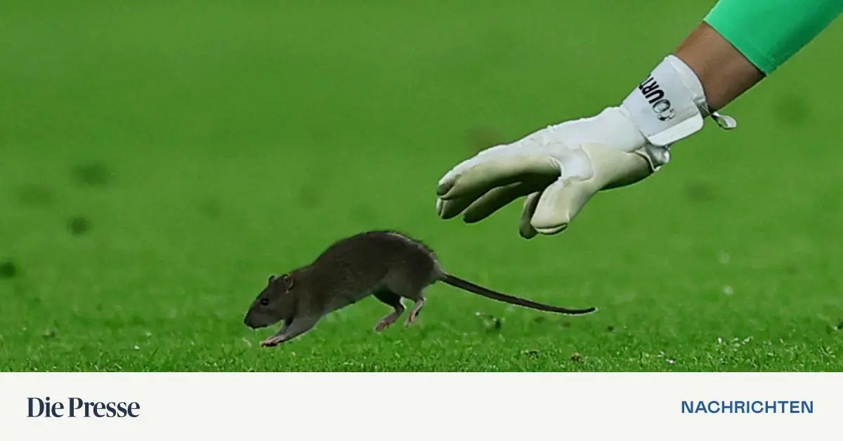 Kuriose-Szene-Diese-Ratte-konnte-selbst-ein-Welttorh-ter-nicht-fangen