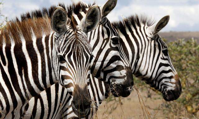 Zebras are seen at the Nairobi National Park, near Nairobi