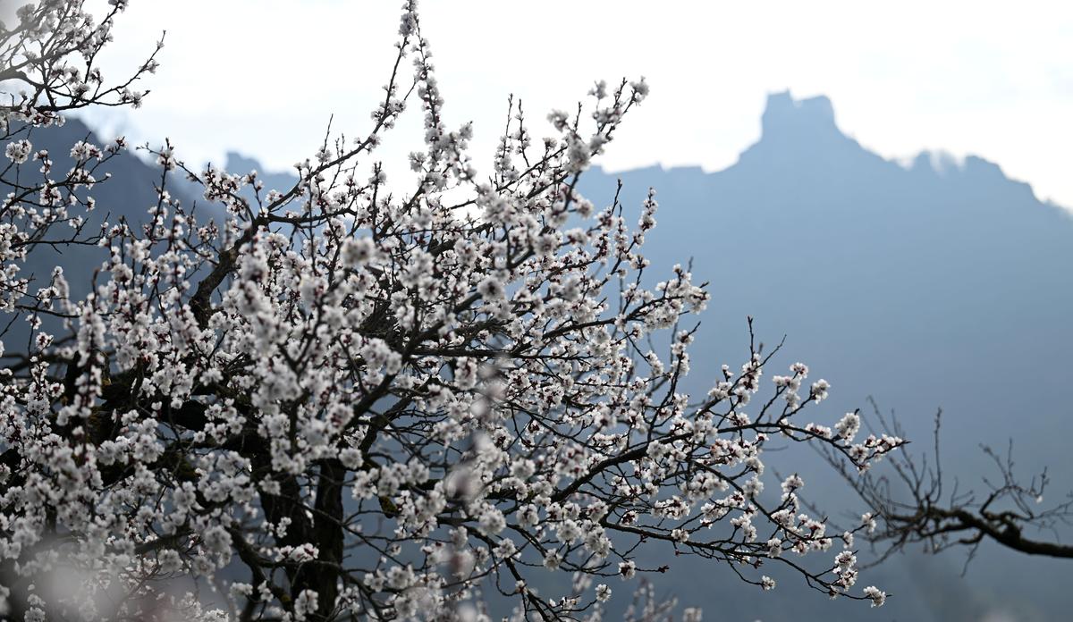 Wachauer Marillen: „Blüte hat den Frost bis jetzt gut überstanden ...