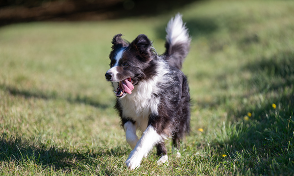 Fröhlicher Border Collie.