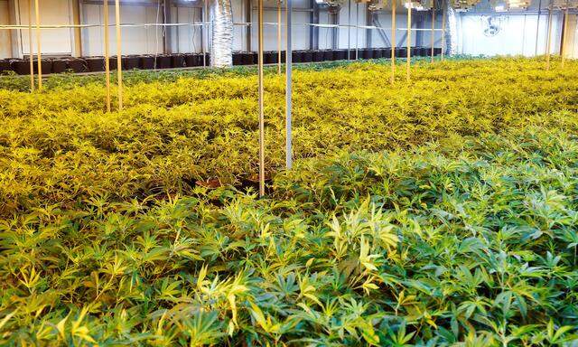 Cannabis plants are seen in a greenhouse of Swiss cannabis producer KannaSwiss in Koelliken