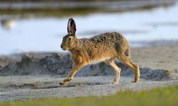 Die größte heimische Reisebürokette Ruefa hat ermittelt, wohin es die Österreicher zieht, die heuer zu Ostern eine Flugreise gebucht haben. "Ostern ist heuer extrem stark gebucht und so gut wie 'alles ist weg'", berichtete Ruefa-Geschäftsführer Walter Krahl. "Die Österreicher nutzen acht Tage Freizeit heuer stärker im Vergleich zu Ostern letztes Jahr, um weiter weg zu fliegen".  