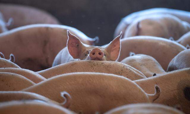 Schweine im  Stall