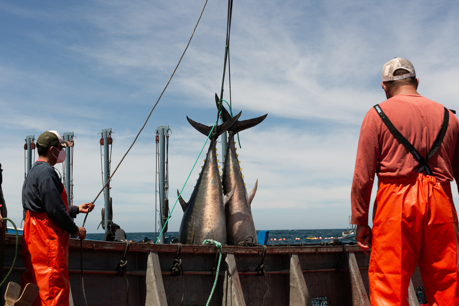 Nachhaltiger wird es bei Thunfisch nicht [premium]
