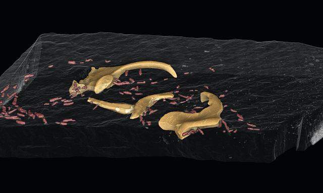Das Modell zeigt Knorpel und Armhäkchen des fossilen Tintenfisches.