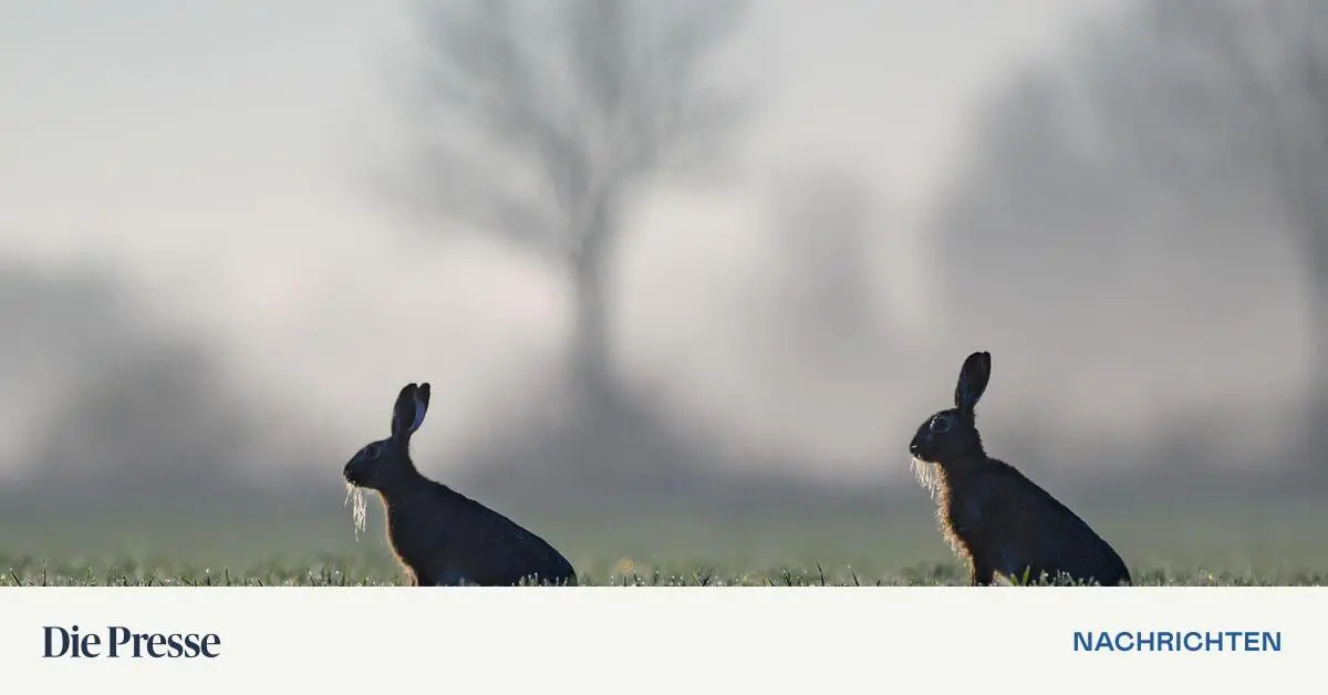 J-hrlich-sterben-17-000-Hasen-auf-sterreichs-Stra-en