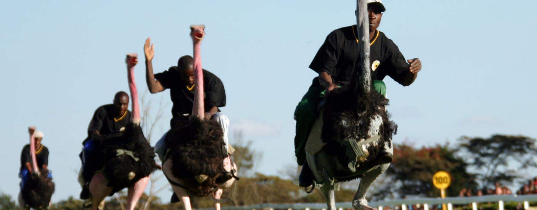 Kenyan jockeys compete riding ostriches during celebrations of 100 years of horse racing in Kenya.