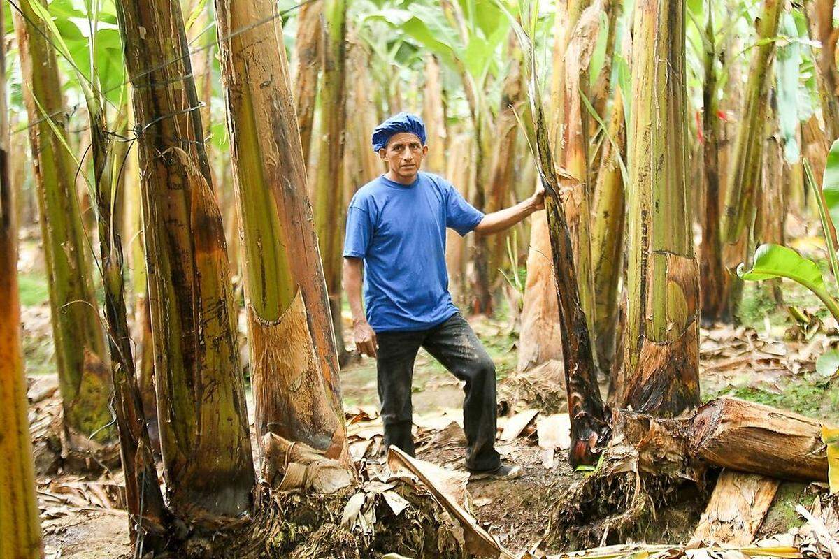 Der Bananiero ist mit Bananen aufgewachsen. Vor 17 Jahren schloss er sich der Fairtrade-Genossenschaft Asoguabo an, seit vier Jahren produziert er zusätzlich Biobananen. Er hält sich an Sozialstandards - wie fixe Arbeitszeiten, festgelegte Löhne oder die Übernahme von Behandlungskosten bei Arbeitsverletzungen - und an Umweltkriterien, etwa umweltverträgliche Pestizide.
