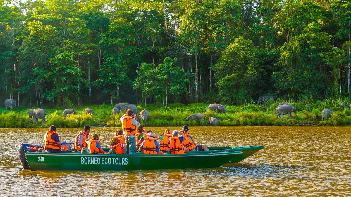Während einer Bootssafari am Kinabatangan gleiten Sie durch den Dschungel und entdecken mit etwas Glück auch die seltenen Borneo-Zwergelefanten.