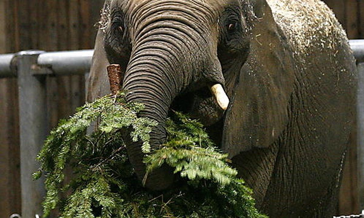 Wiener Christbäume Biomasse oder Elefantenfutter