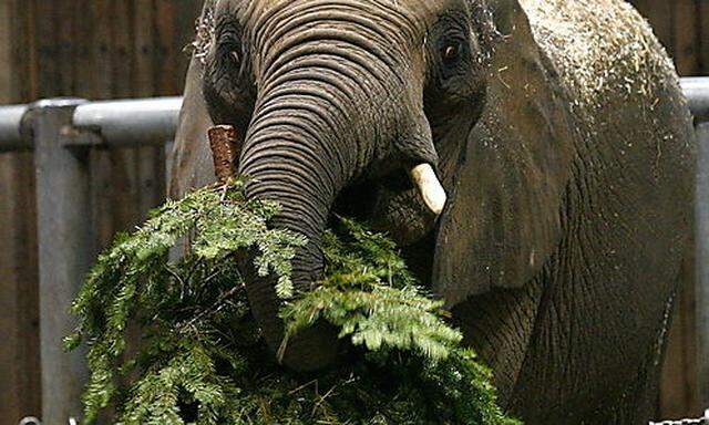 Ein Elefant isst einen Weihnachtsbaum