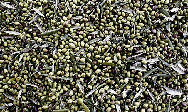 Olive Harvest And Production Of Extra Virgin Oil In Kalamata Region